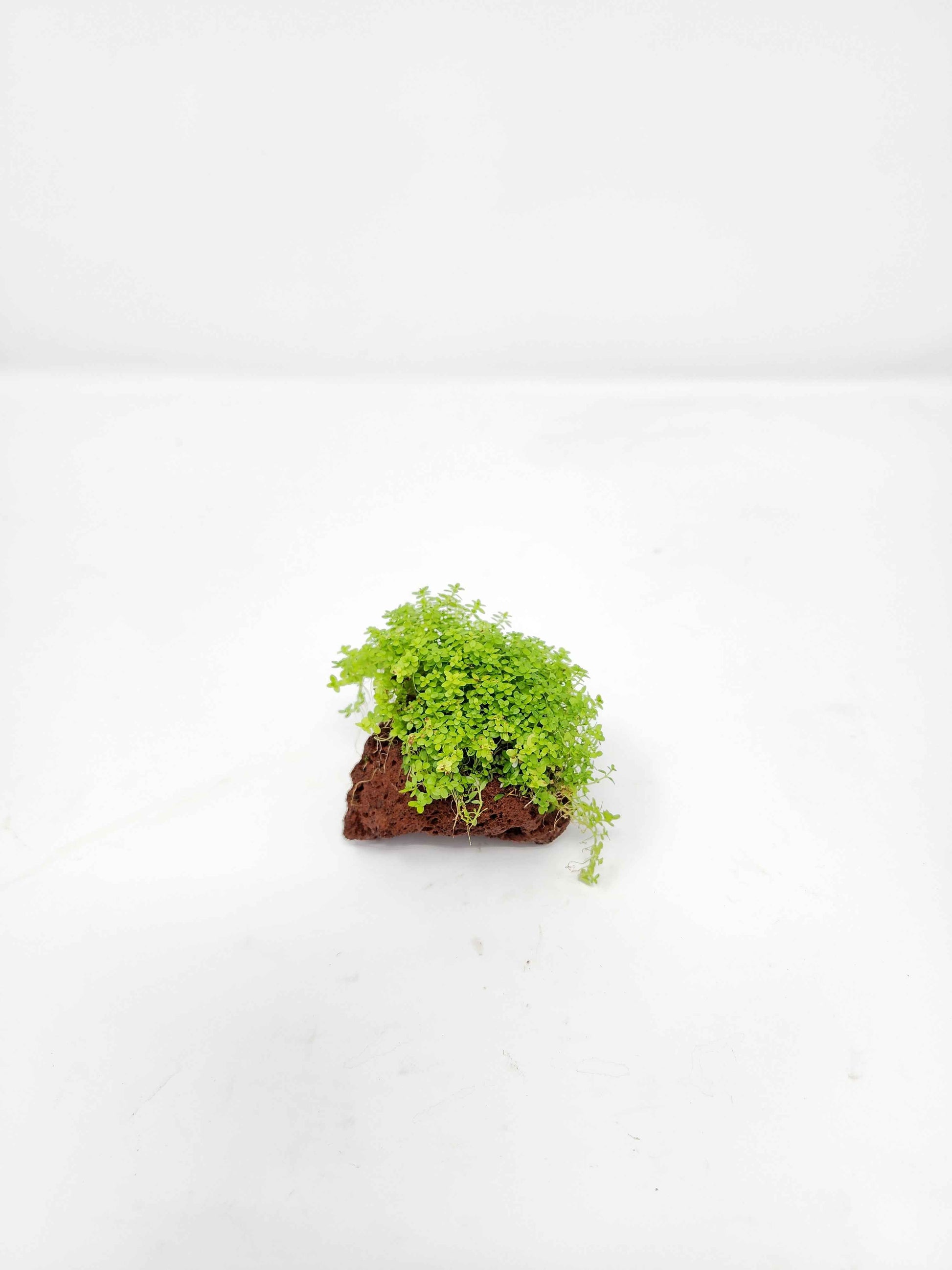 Dwarf Baby Tears on Lava Rock