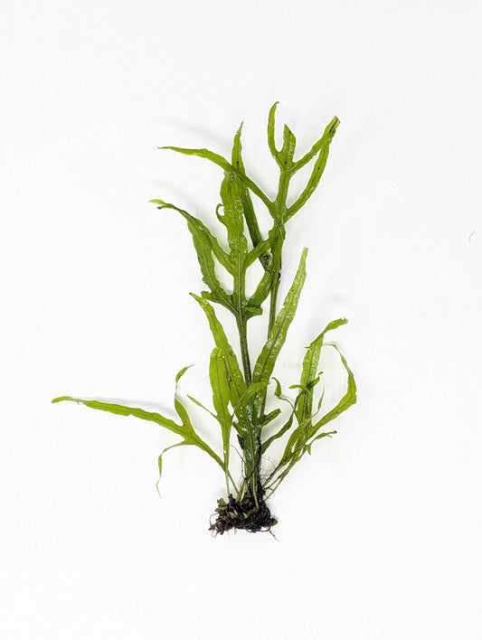 Trident Java Fern