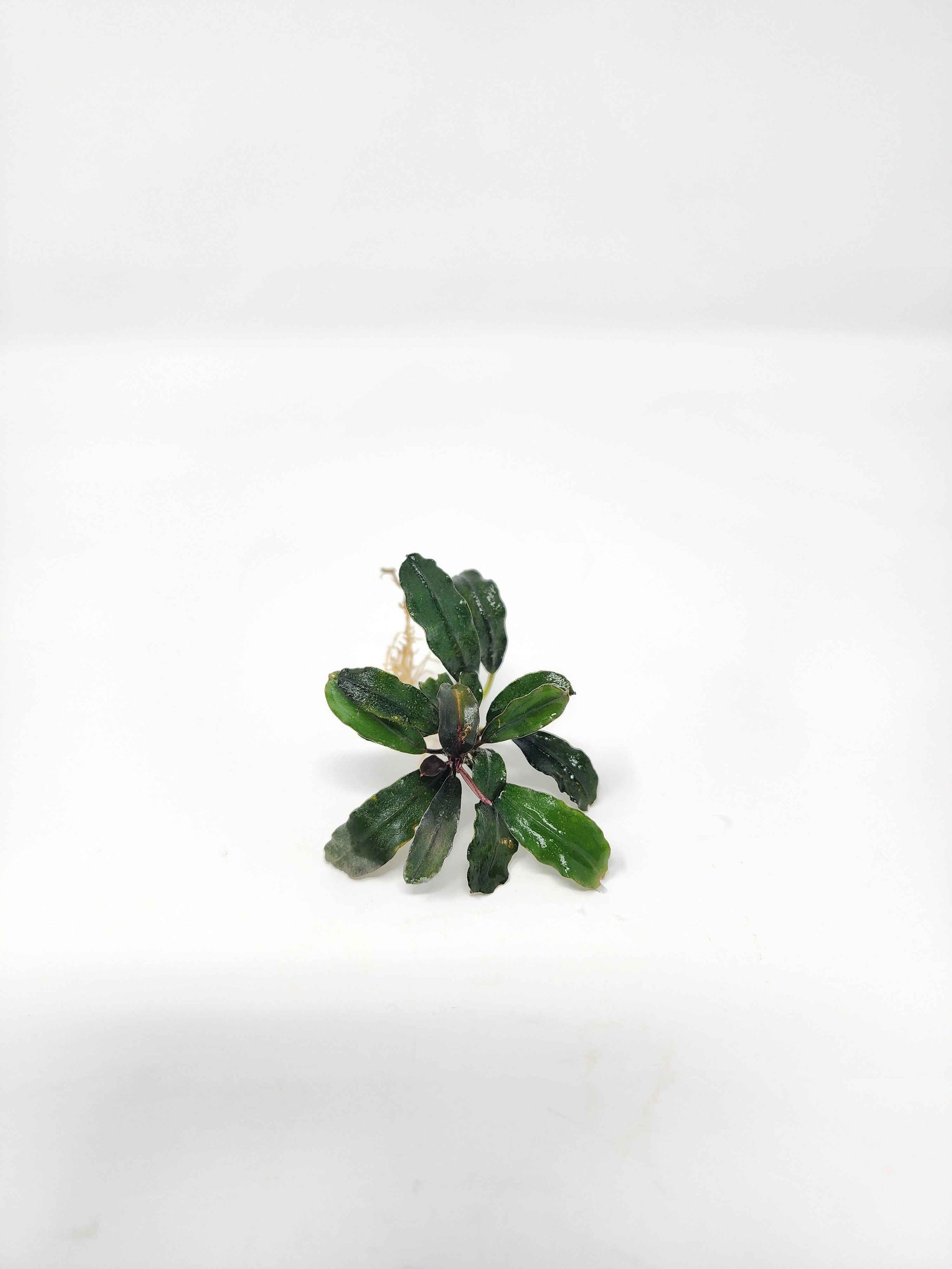 Bucephalandra Mix (Pack of 3)
