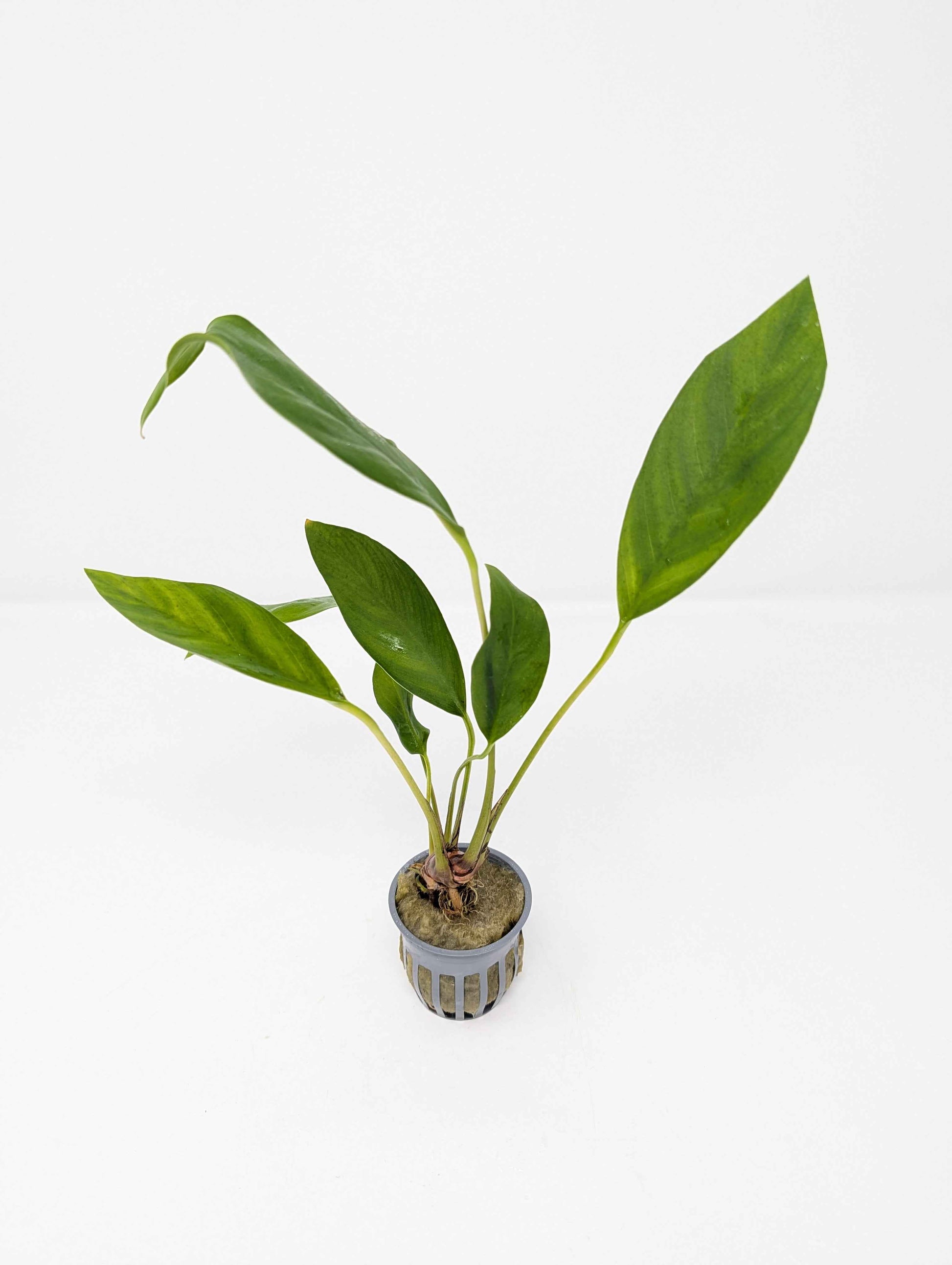 Anubias Congensis