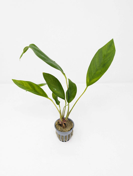 Anubias Congensis