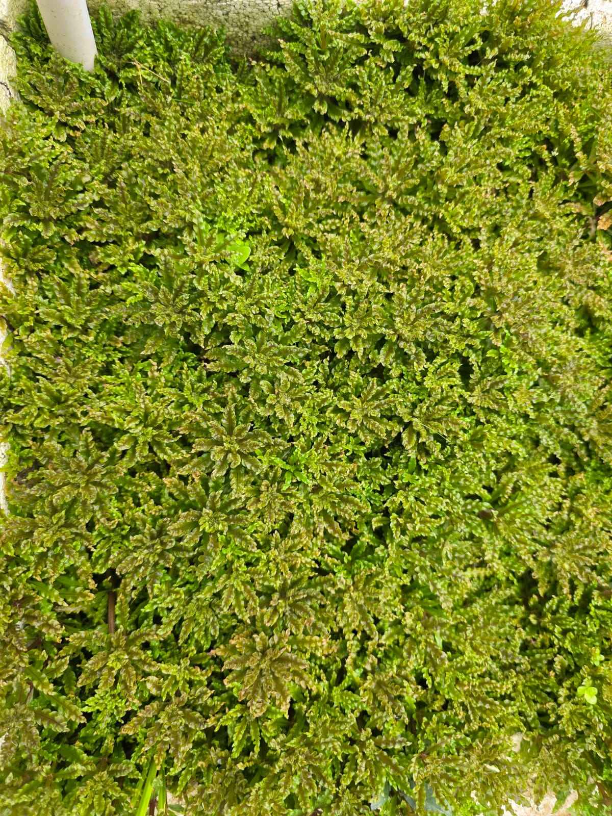 Pogostemon helferi