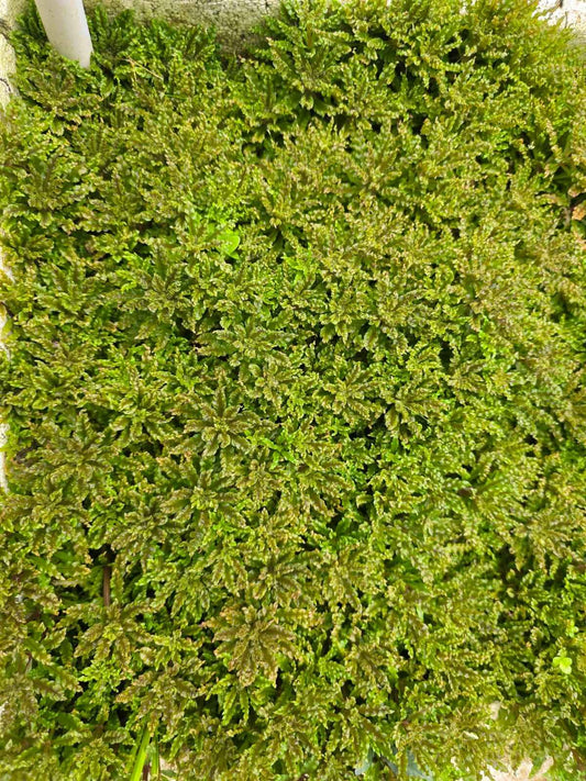 Pogostemon helferi