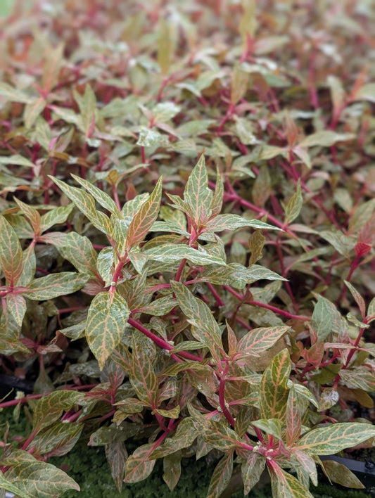 Alternanthera 'Rosanervig'