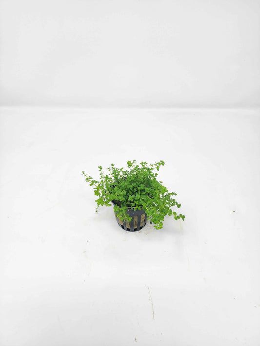 Pearlweed | Micranthemum micranthemoides