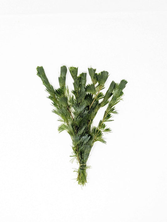 Green Cabomba