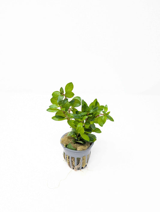 Ludwigia arcuata 'Needle Leaf'