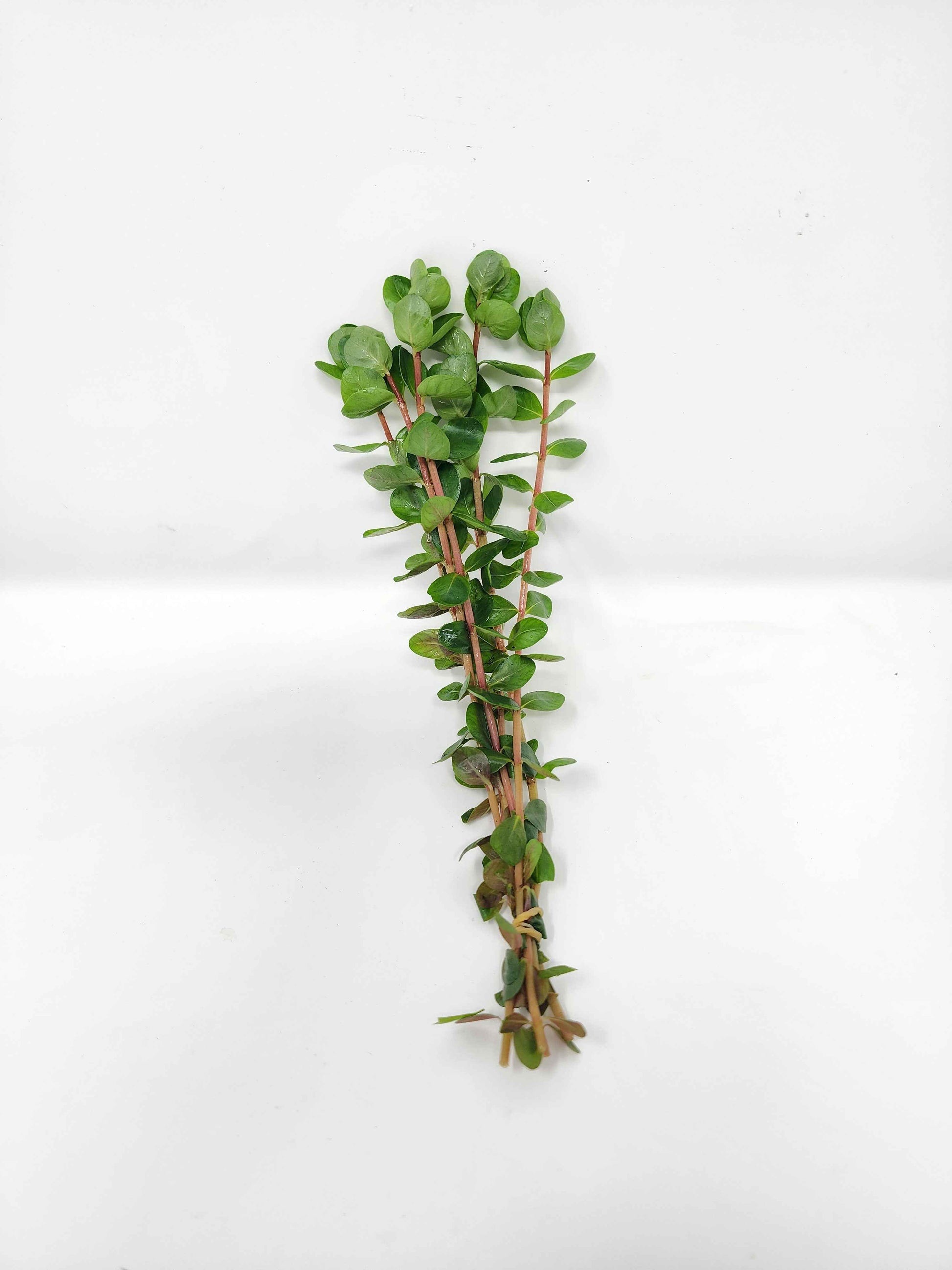 Rotala 'Orange Juice'