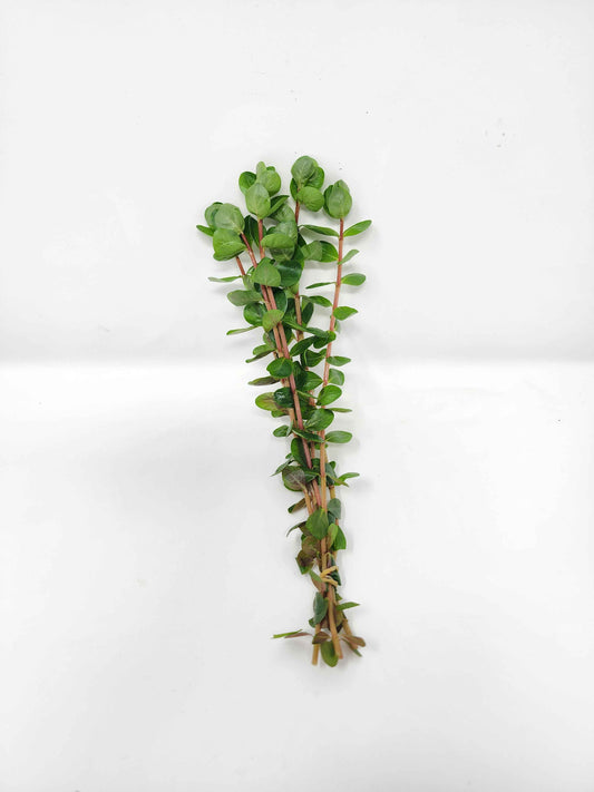 Rotala 'Orange Juice'