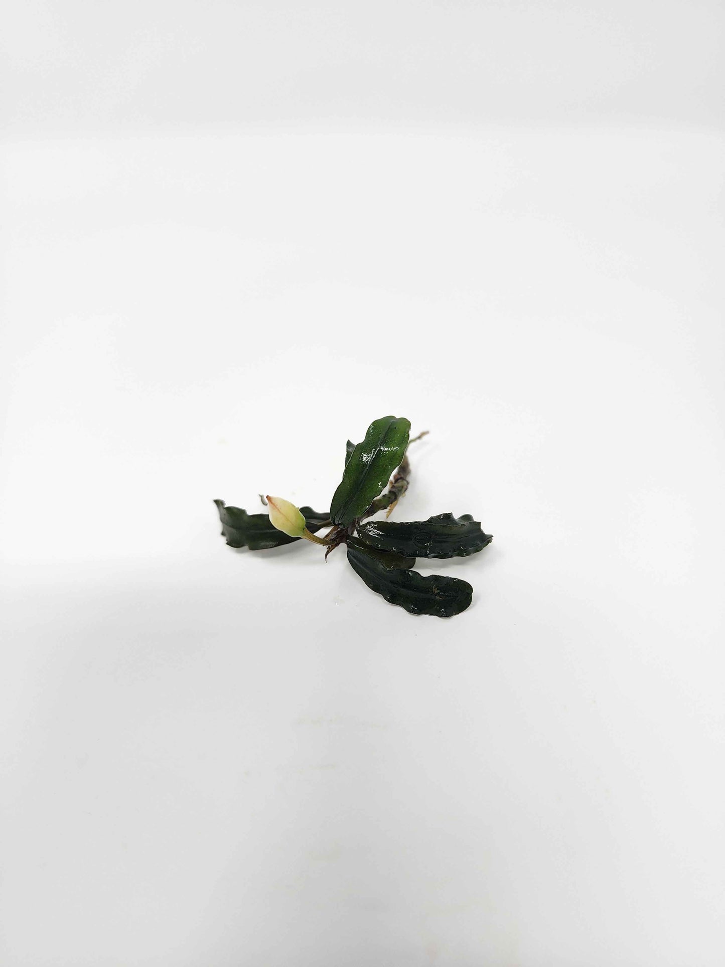 Bucephalandra 'Velvet'