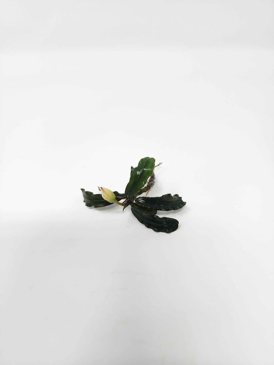 Bucephalandra 'Velvet'