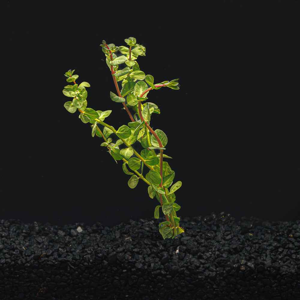 Rotala macrandra 'Red'
