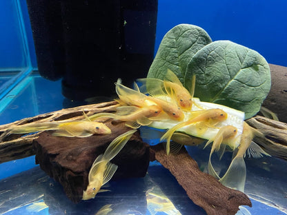 Blue Eye Lemon Bristlenose Pleco