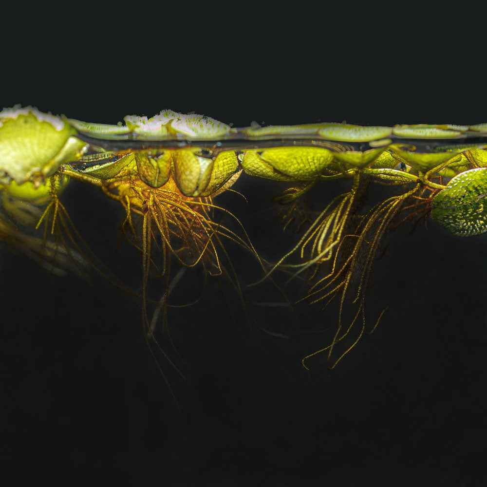 Salvinia minima