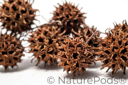 Sweetgum Pods