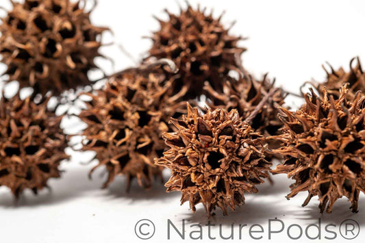 Sweetgum Pods