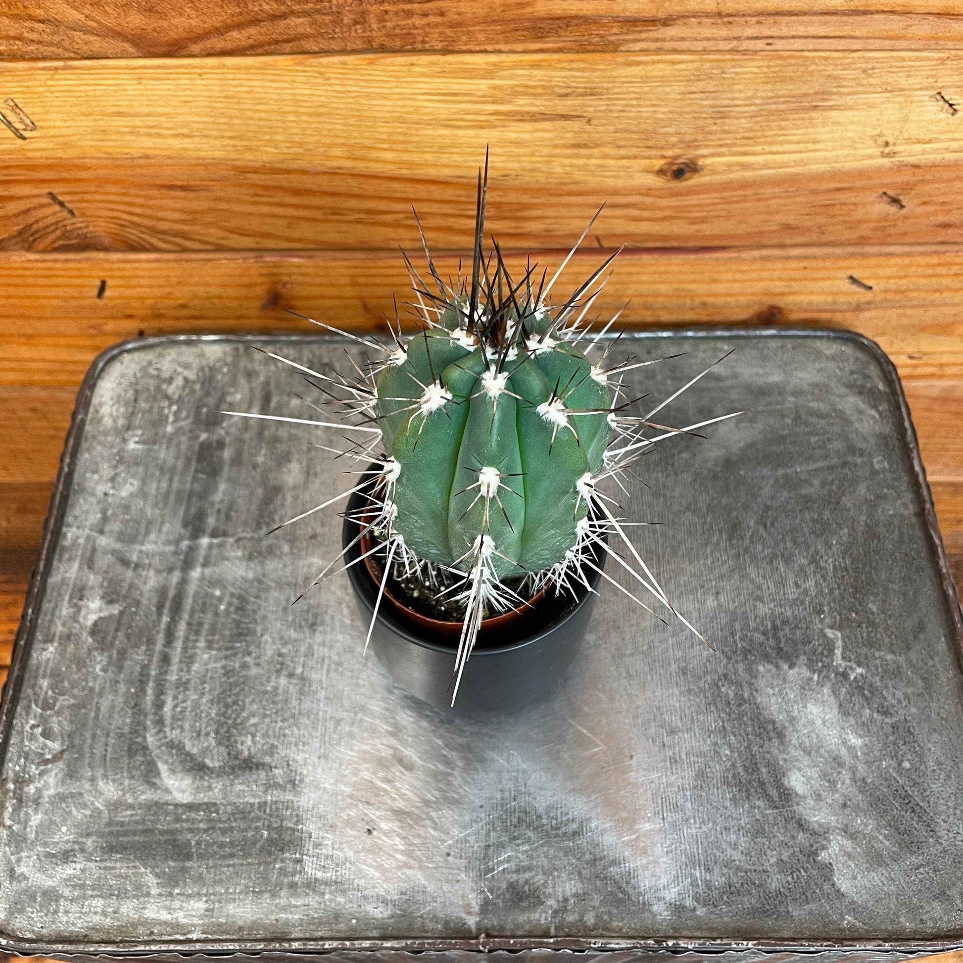 Pachycereus pringlei, 2" Plant
