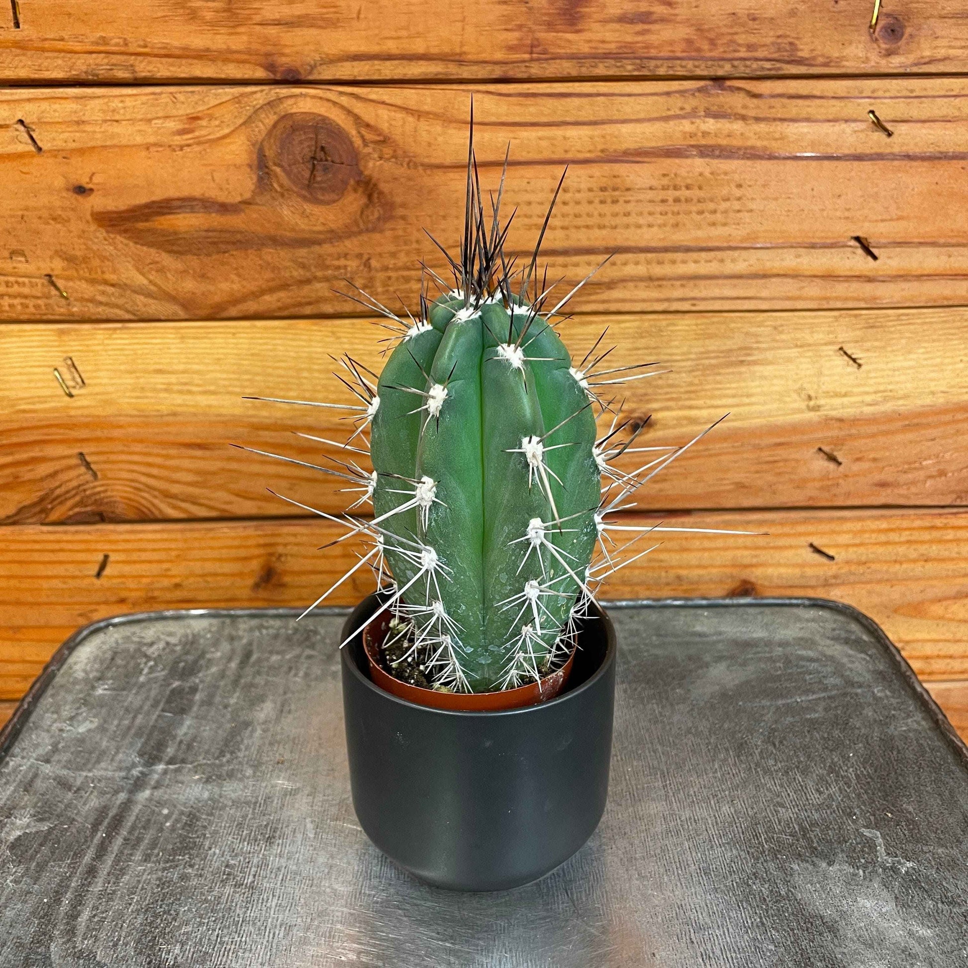 Pachycereus pringlei, 2" Plant