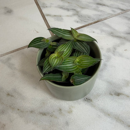 Callisia Elegans, 2" Plant