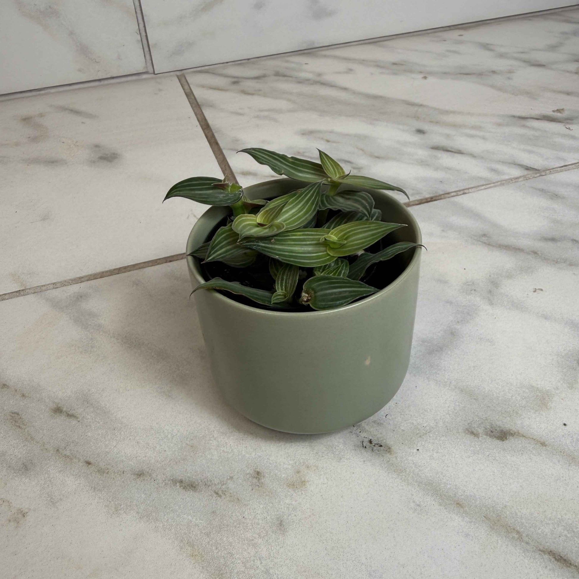 Callisia Elegans, 2" Plant