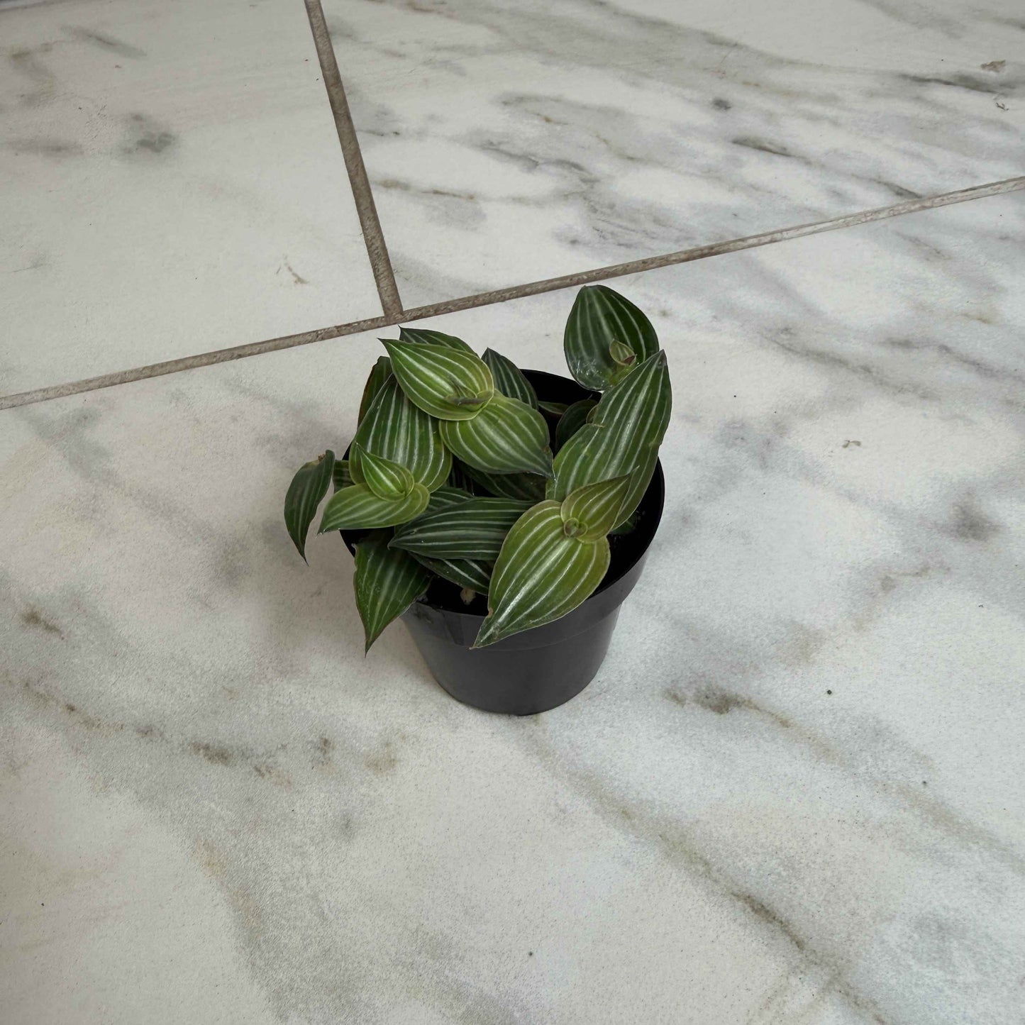 Callisia Elegans, 2" Plant