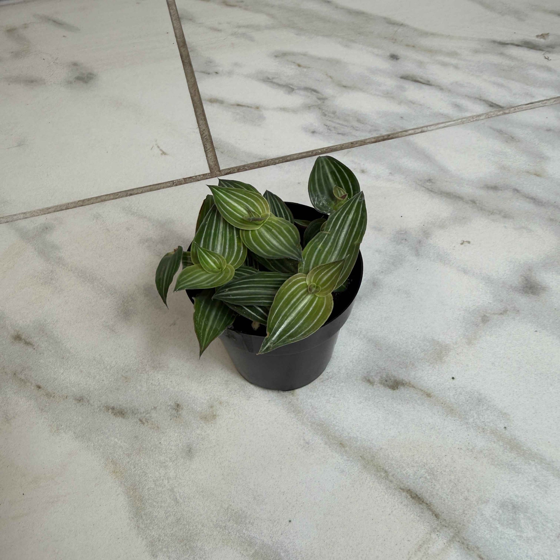 Callisia Elegans, 2" Plant