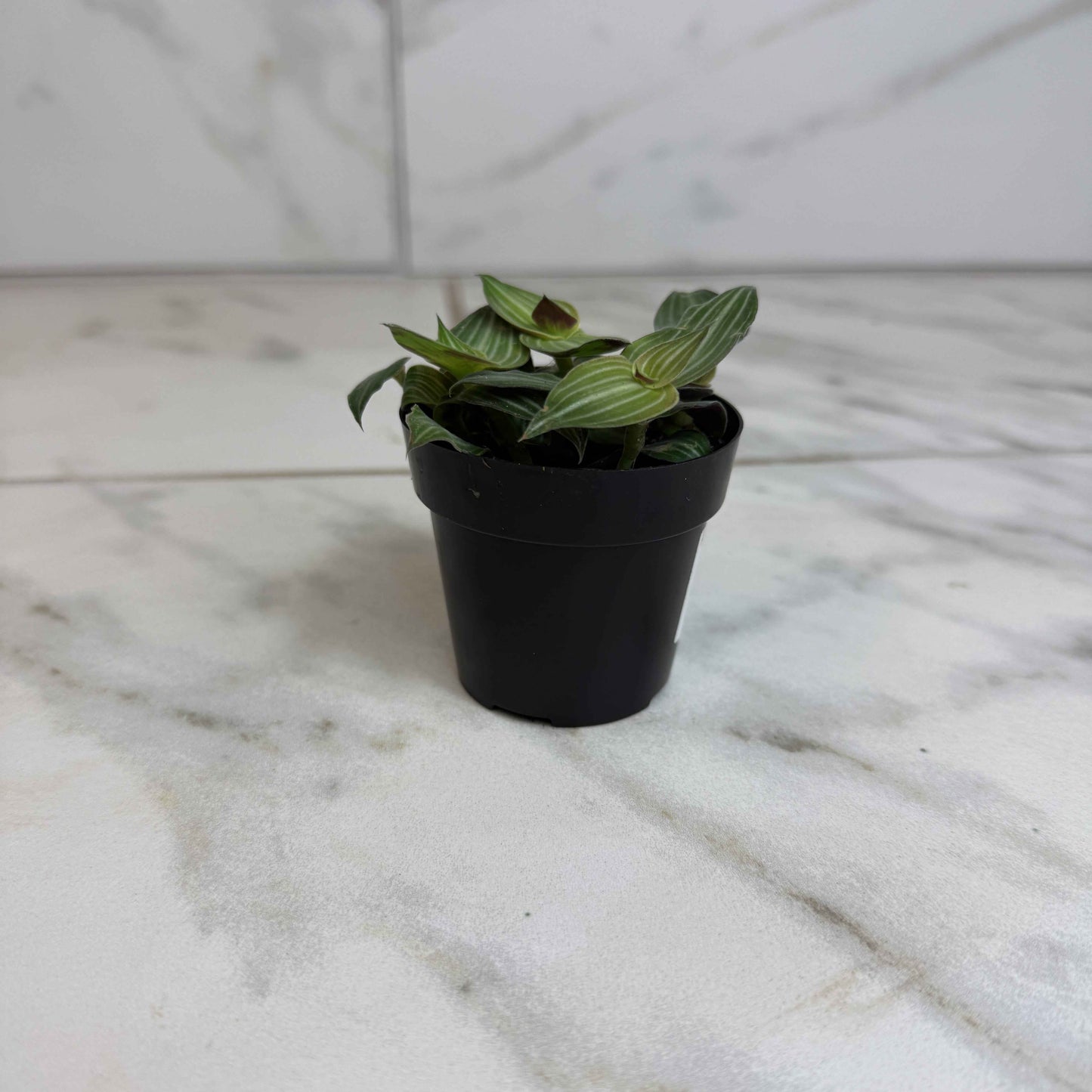 Callisia Elegans, 2" Plant