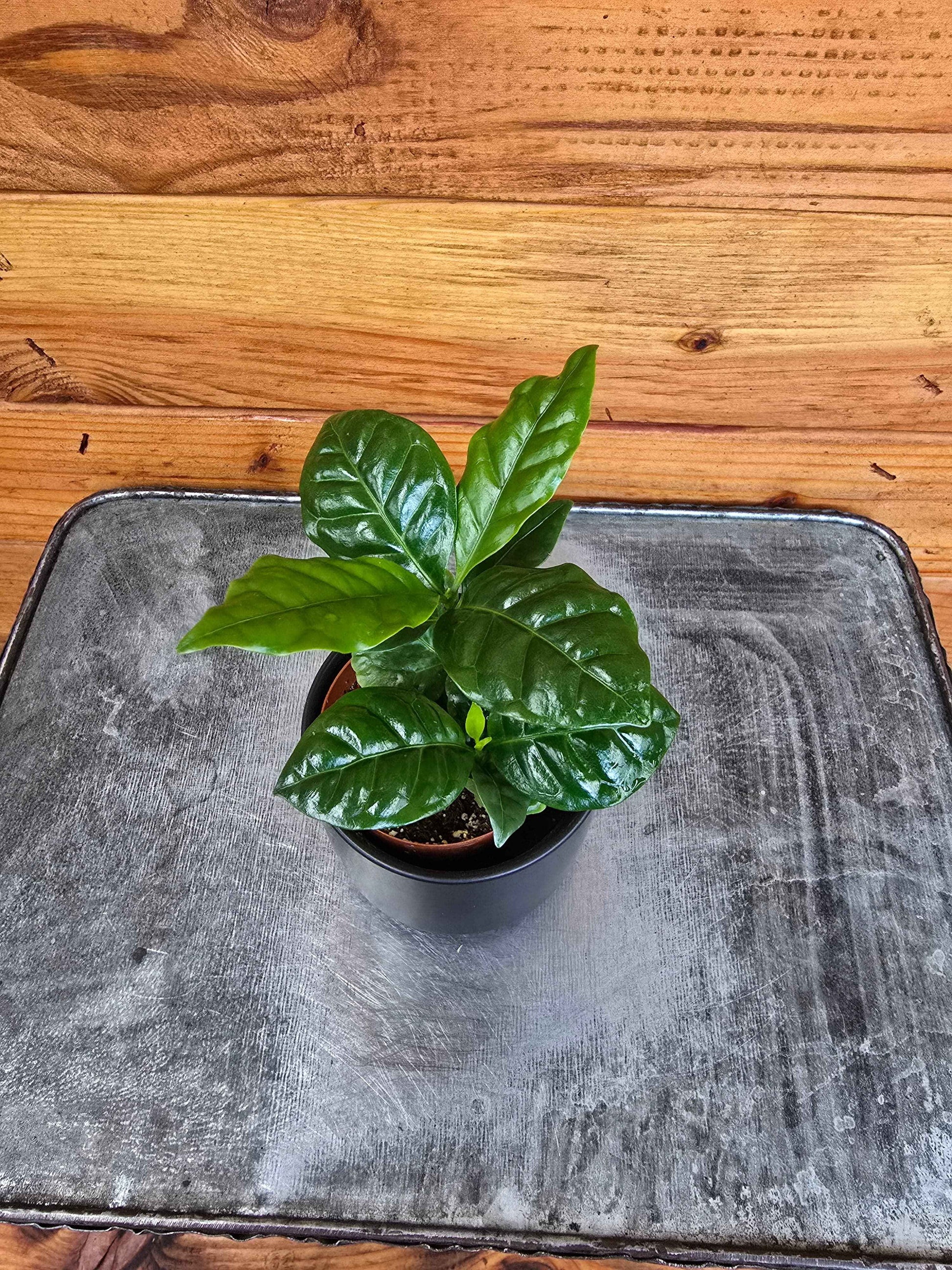 Coffea Arabica Coffee Plant, 2" Plant