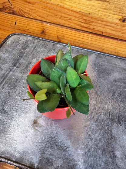 Hoya bilobata, 2" Plant