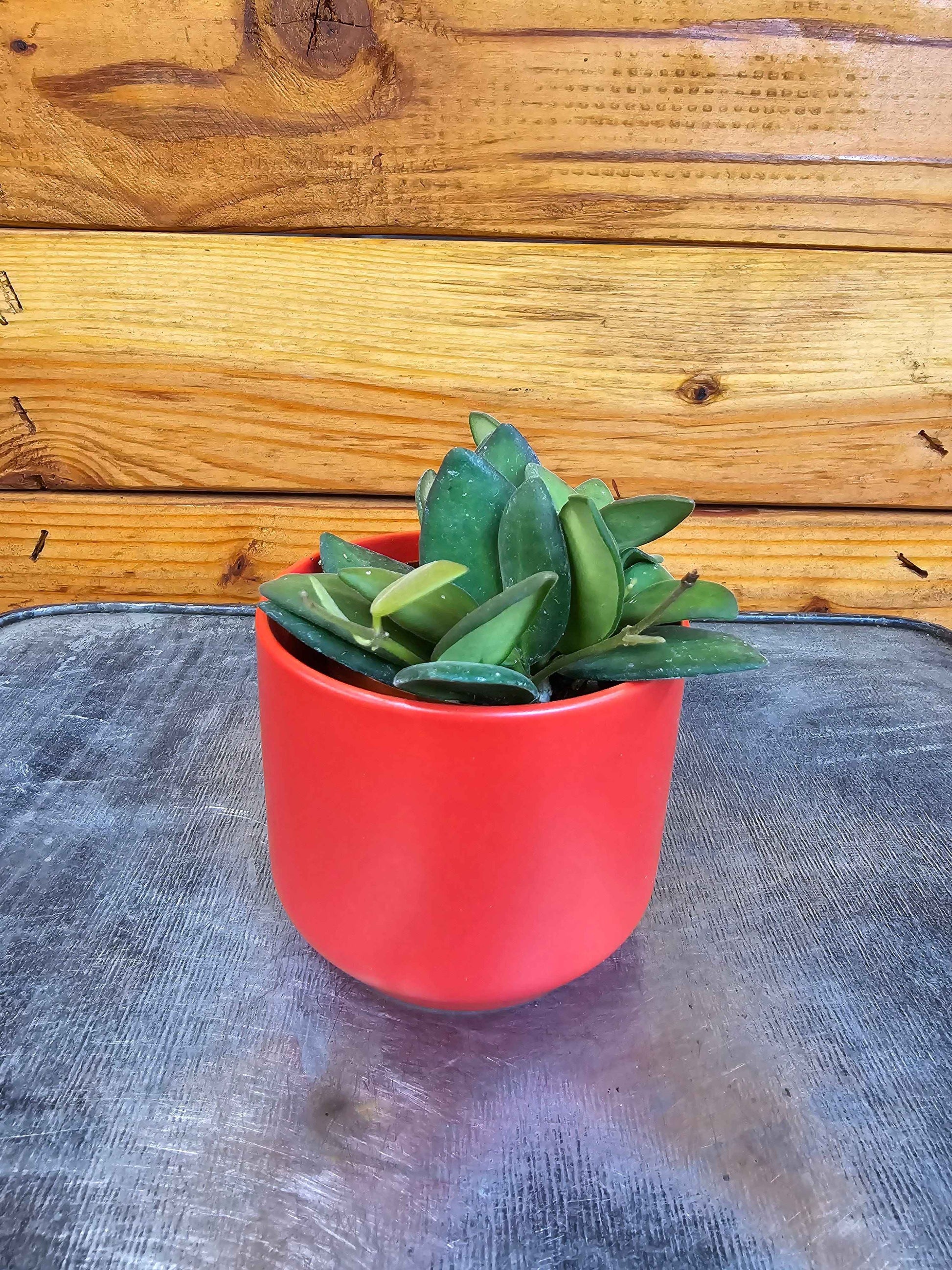 Hoya bilobata, 2" Plant