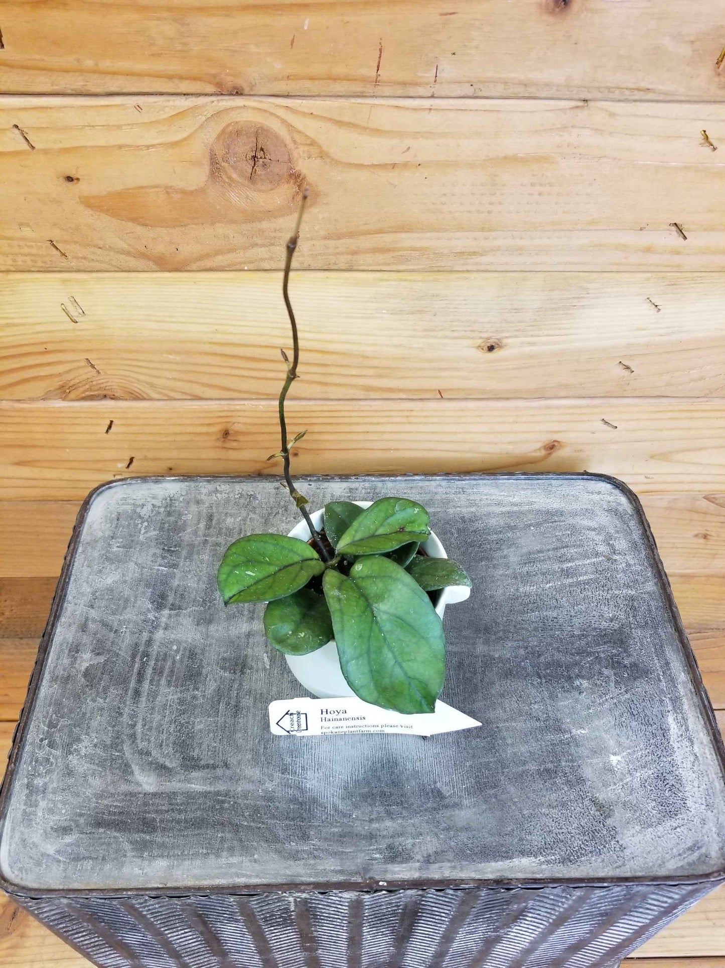 Hoya hainanensis, 2" Plant