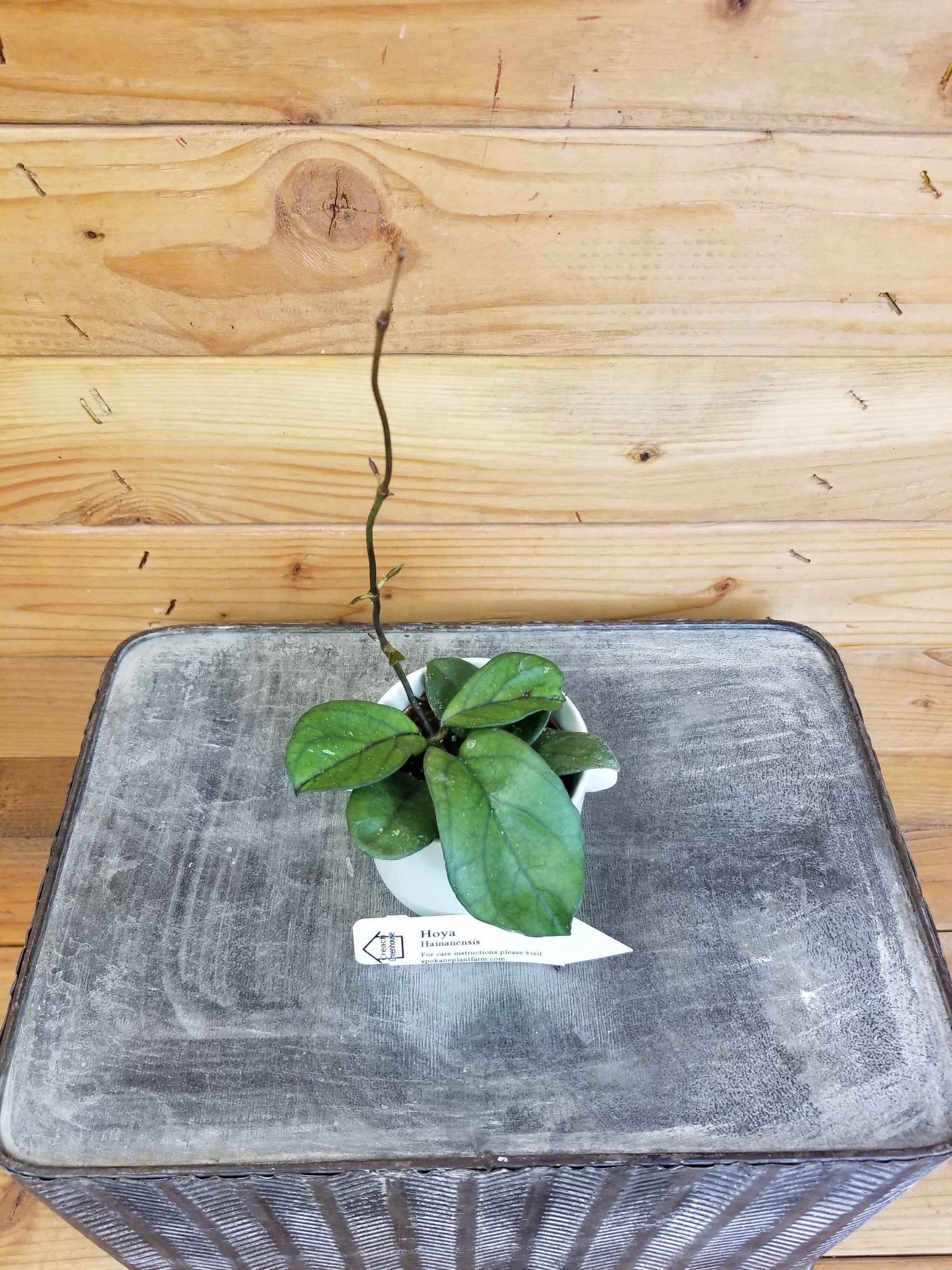 Hoya hainanensis, 2" Plant