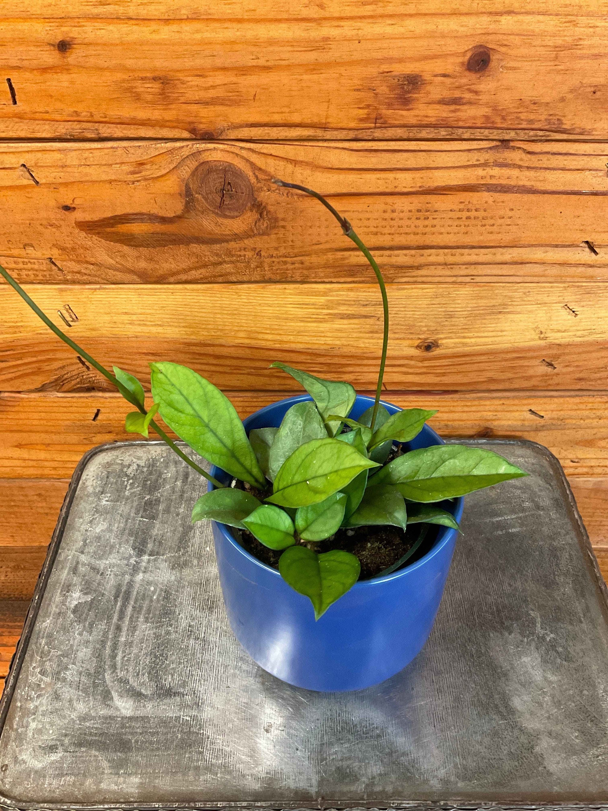 Hoya hainanensis, 4" Plant