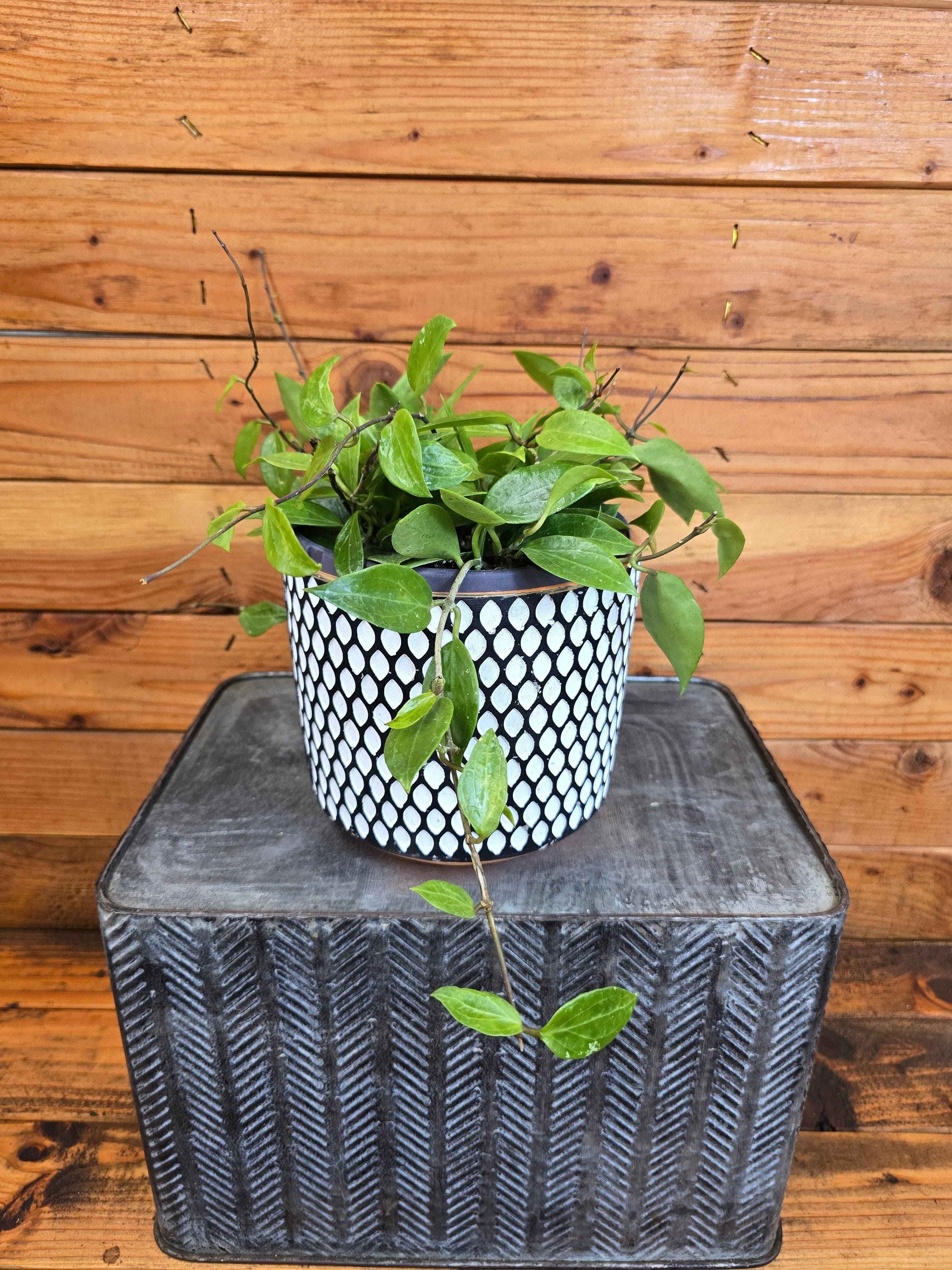 Hoya limoniaca, 6" Plant