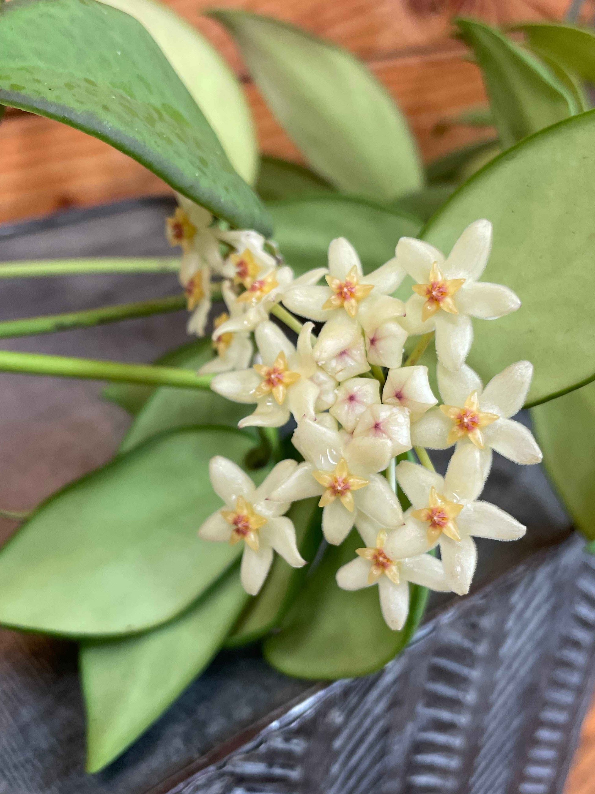 Hoya minahassae, 2" Plant