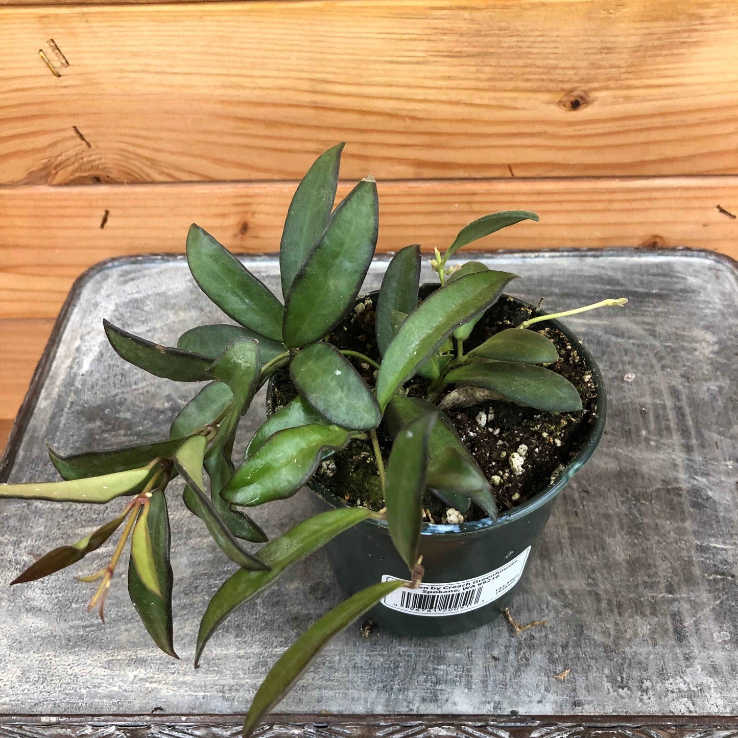 Hoya rosita, 4" Plant