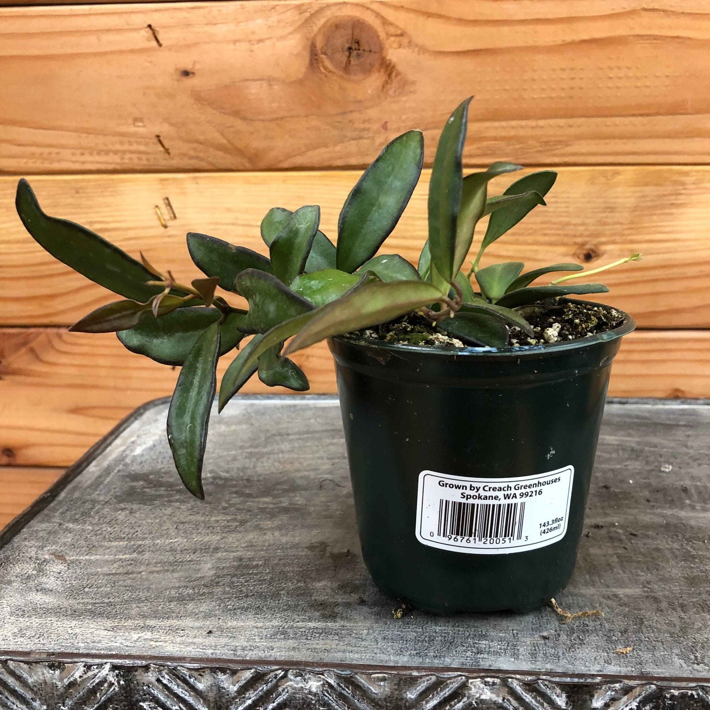 Hoya rosita, 4" Plant