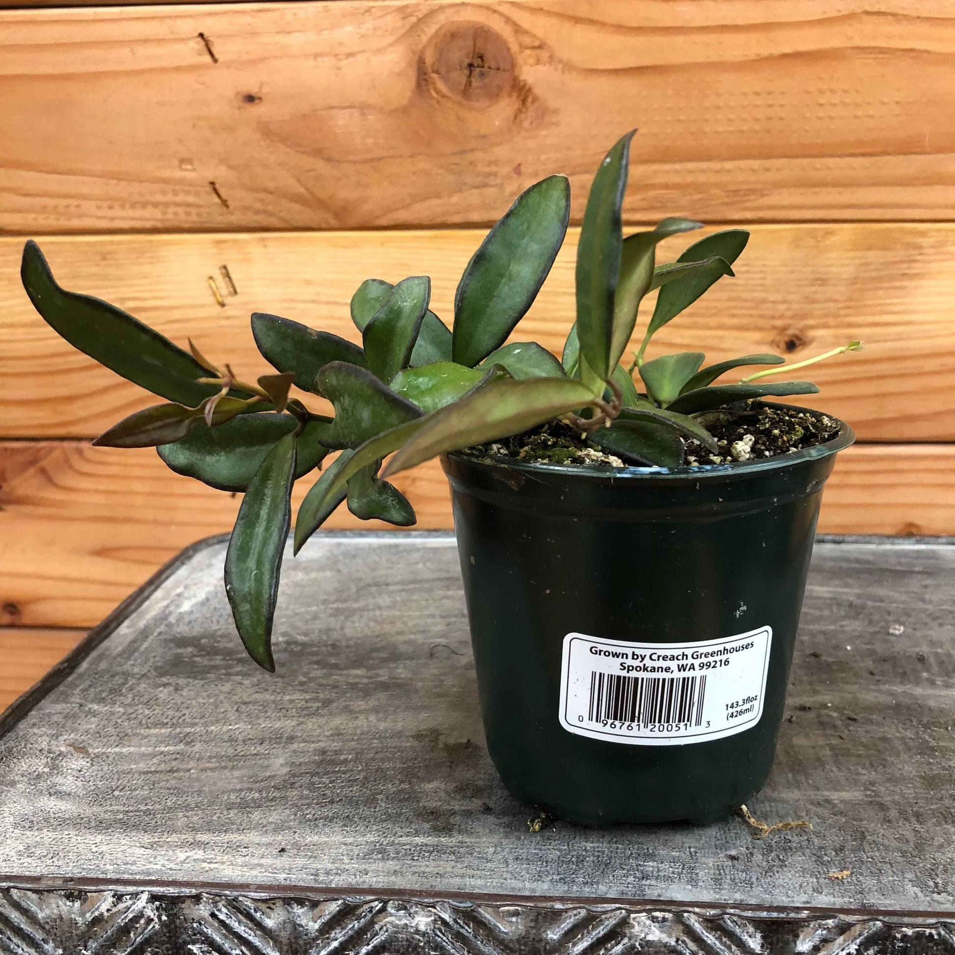 Hoya rosita, 4" Plant