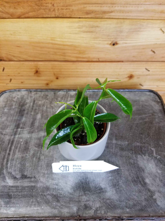 Hoya rubida, 2" Plant