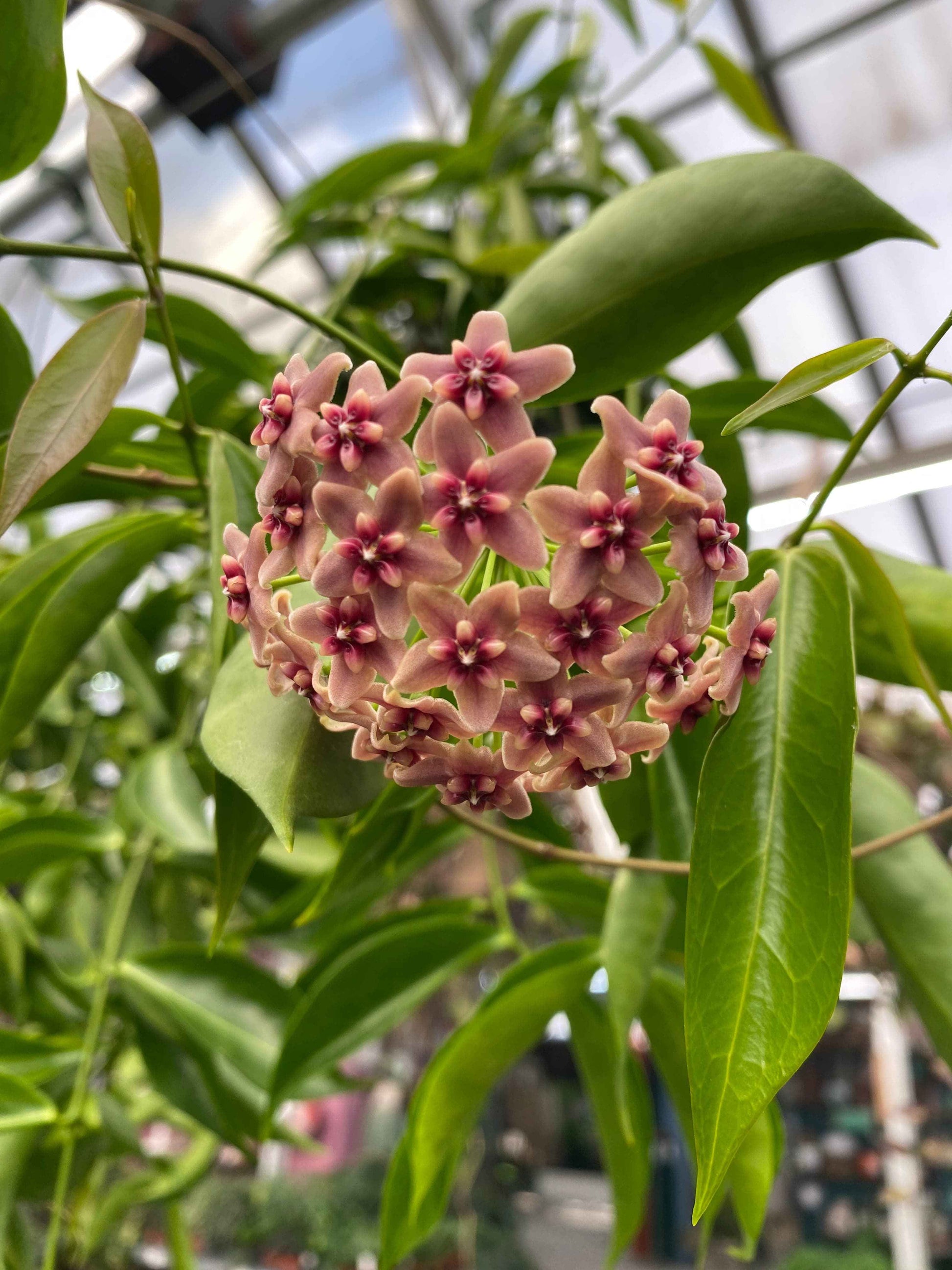 Hoya rubida, 2" Plant