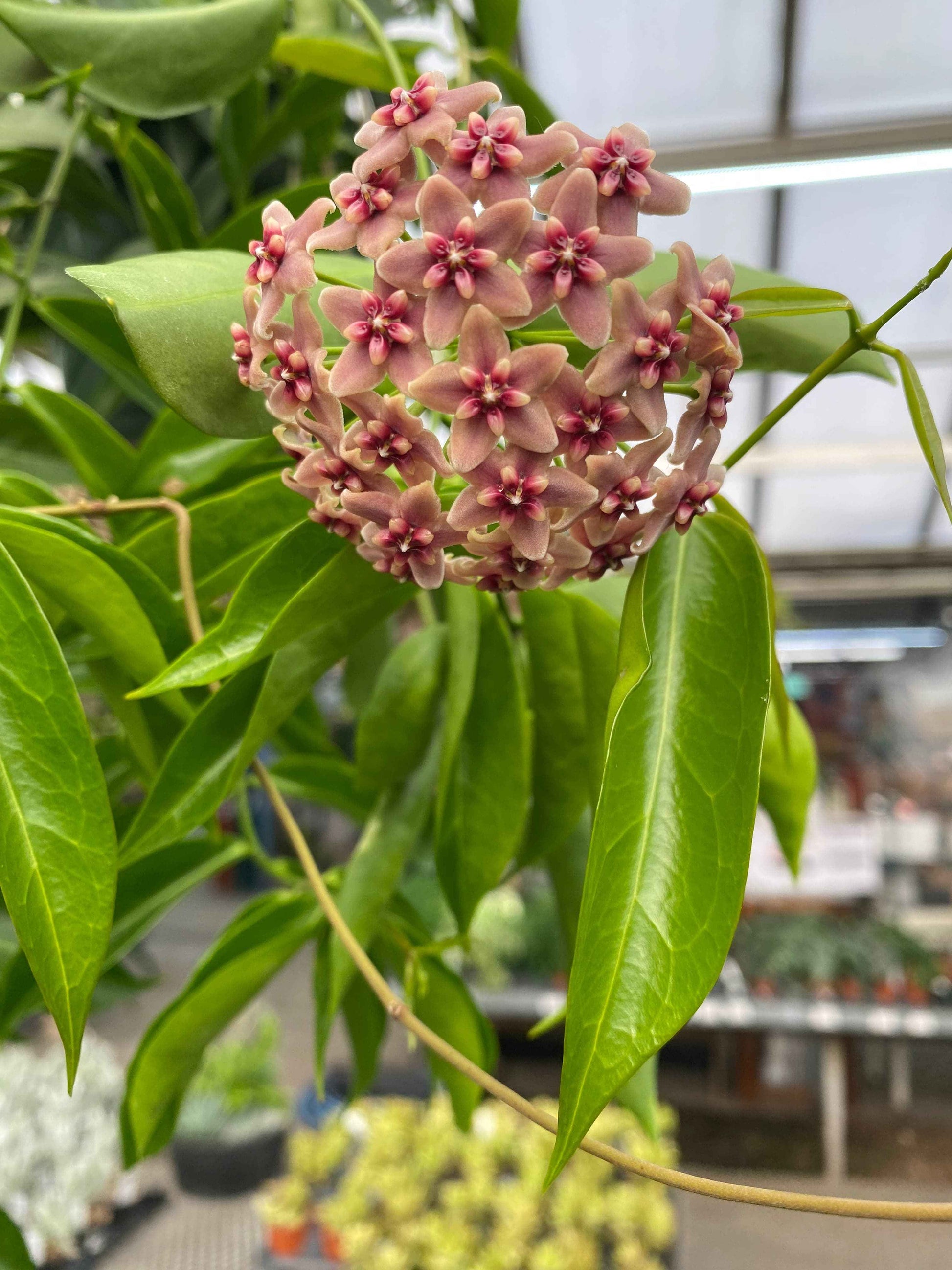 Hoya rubida, 2" Plant