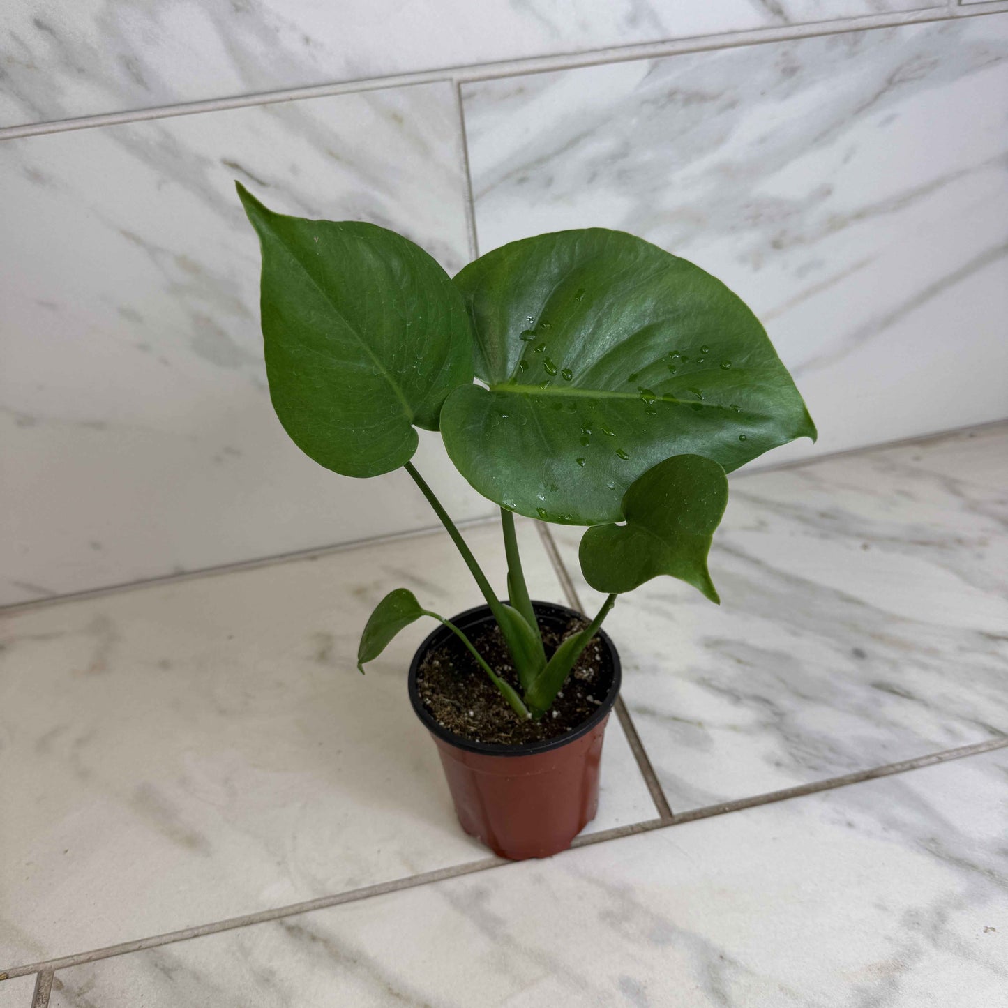 Monstera Deliciosa Split Leaf, 4" Plant