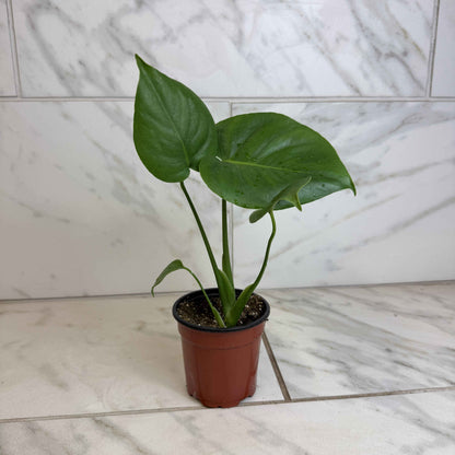 Monstera Deliciosa Split Leaf, 4" Plant