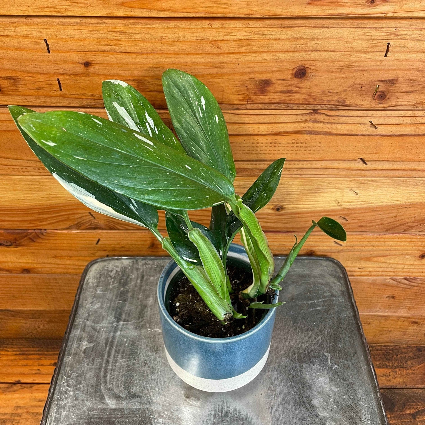 Monstera Standleyana Variegata, 4" Plant