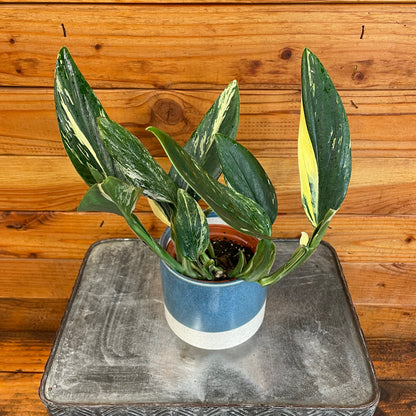 Monstera Standleyana Variegata, 4" Plant