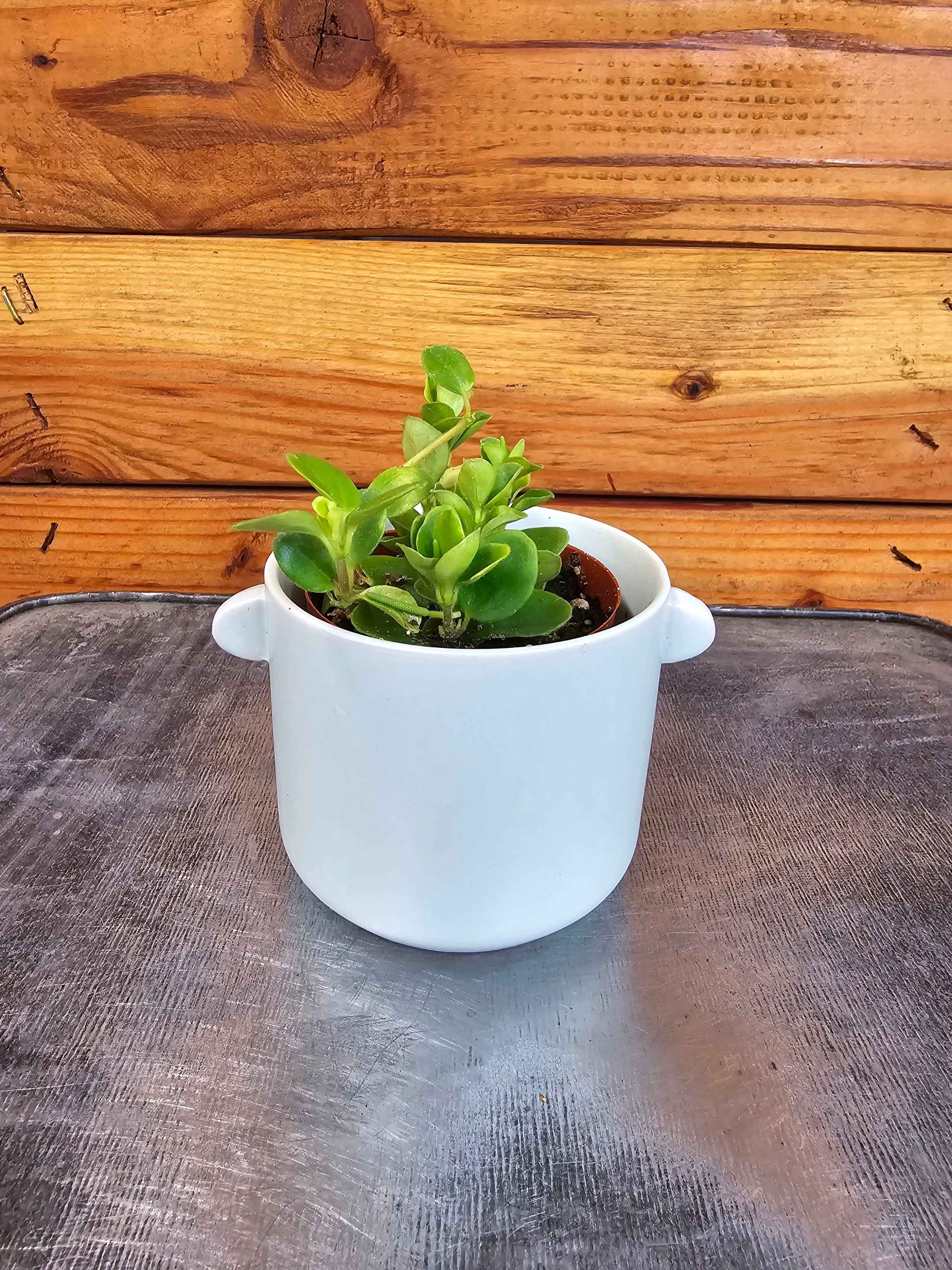 Peperomia Jitterbug, 2" Plant