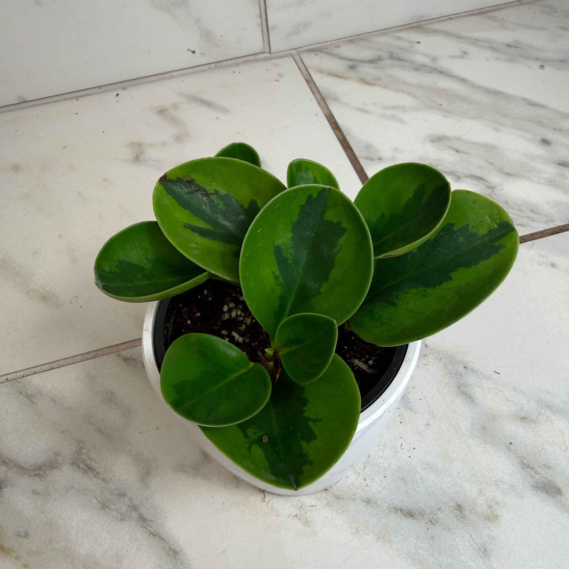 Peperomia obtusifolia Lemon Lime, 4" Plant