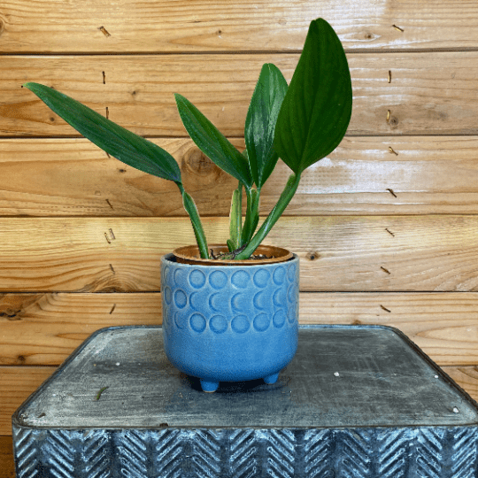 Philodendron Guttiferum, 4" Plant - Scholarly Exotics LLC