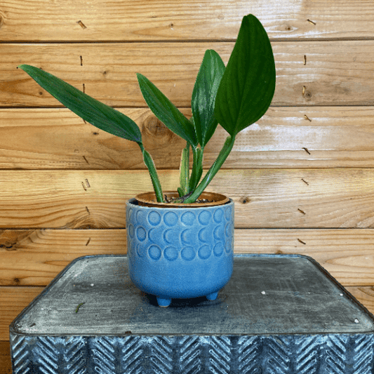 Philodendron Guttiferum, 4" Plant - Scholarly Exotics LLC