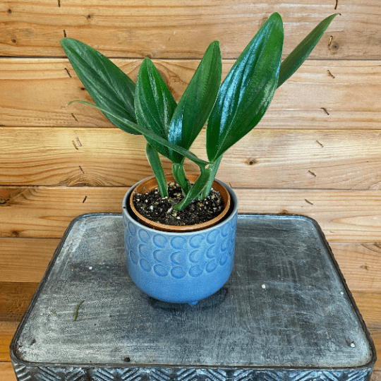 Philodendron guttiferum, 4" Plant